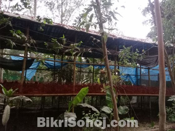 মুরগির খামার সকল কিছু বিক্রি করা হবে